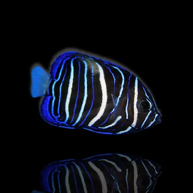 Möchten Sie Pomacanthus Maculosus kaufen? | Coralandfishstore.nl