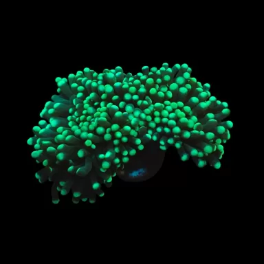 Euphyllia cristata tête verte