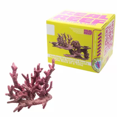 Möchten Sie Real Reef Fancy Branch Rock kaufen? | Coralandfishstore.nl Möchten Sie Real Reef Fancy Branch Rock kaufen? | Coralandfishstore.nl