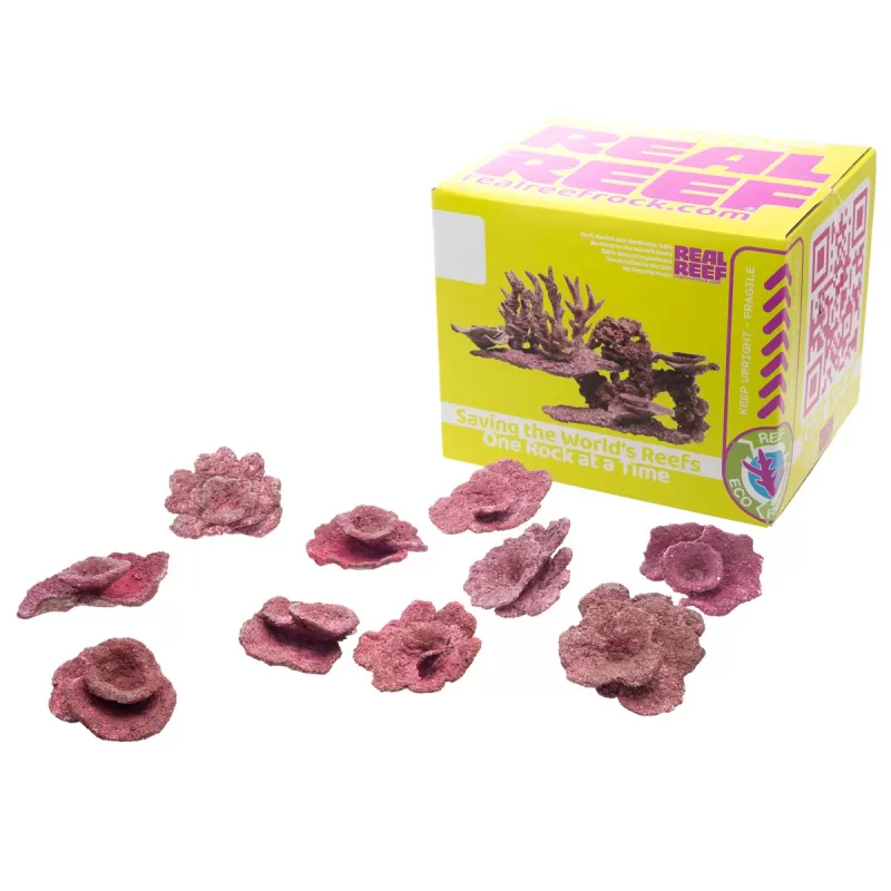Möchten Sie Real Reef Mini Plate Corals – 10 Stück kaufen? Coralandfishstore.nl Möchten Sie Real Reef Mini Plate Corals – 10 Stück kaufen? Coralandfishstore.nl