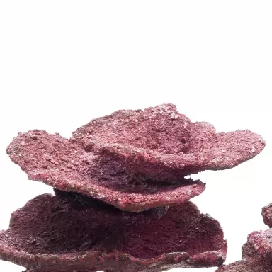 Möchten Sie Real Reef Mini Plate Corals – 10 Stück kaufen? Coralandfishstore.nl