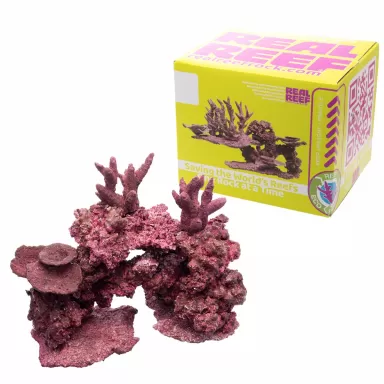 Real Reef Mini Mix - 9-10 Stück kaufen? | Coralandfishstore.nl