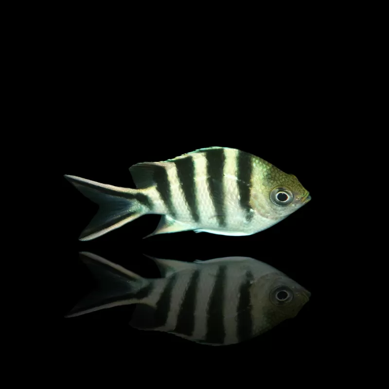 Abudefduf sexfasciatus kaufen? Coralandfishstore.nl