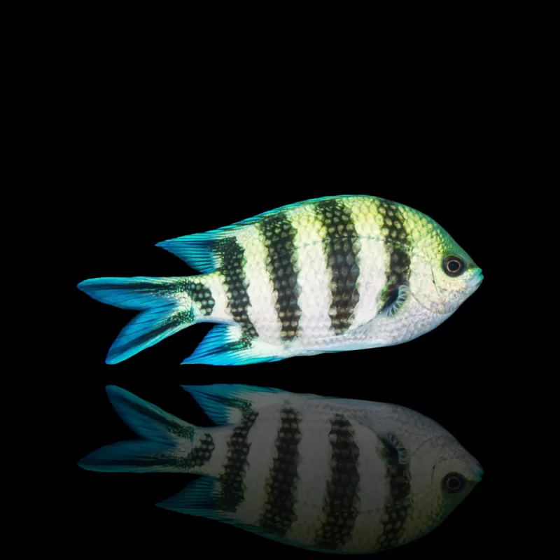 Abudefduf sexfasciatus kaufen? Coralandfishstore.nl Abudefduf sexfasciatus kaufen? Coralandfishstore.nl