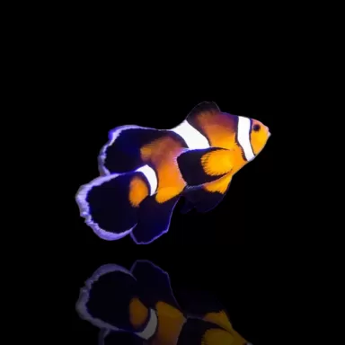 Amphiprion ocellaris Lange Flosse