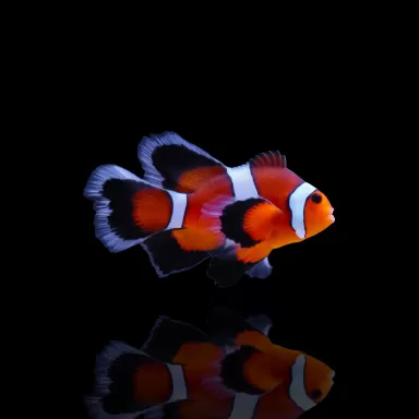 Amphiprion ocellaris Long fin kopen? Coralandfishstore.nl Amphiprion ocellaris Long fin kopen? Coralandfishstore.nl