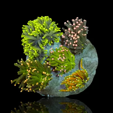 Möchten Sie Euphyllia Glabrescens Mix Garden 5 Köpfe kaufen?