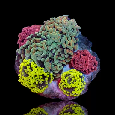 Möchten Sie Euphyllia Paraancora Mix Garden 5 Köpfe kaufen? Coralandfishstore.nl