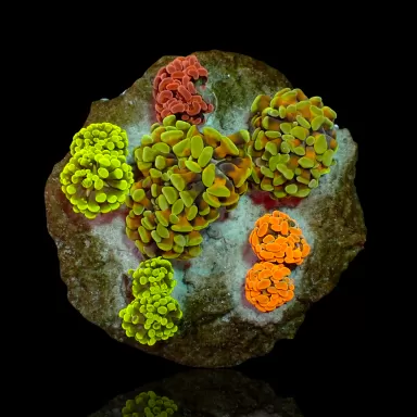 Euphyllia Paraancora Mix Tuintje 5 koppen kopen? Coralandfishstore.nl