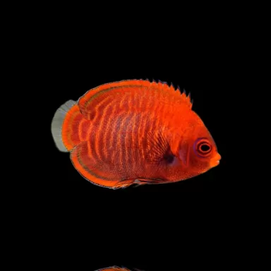 Centropyge aurantia (Tank Bred)