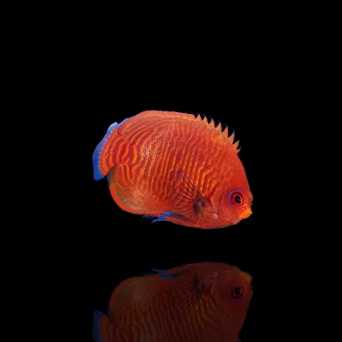 Möchten Sie Centropyge Aurantia TB kaufen? Coralandfishstore.nl