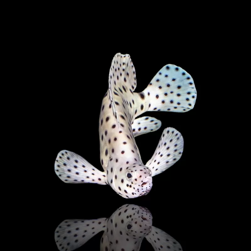 Möchten Sie Cromileptes altivelis M kaufen? Coralandfishstore.nl