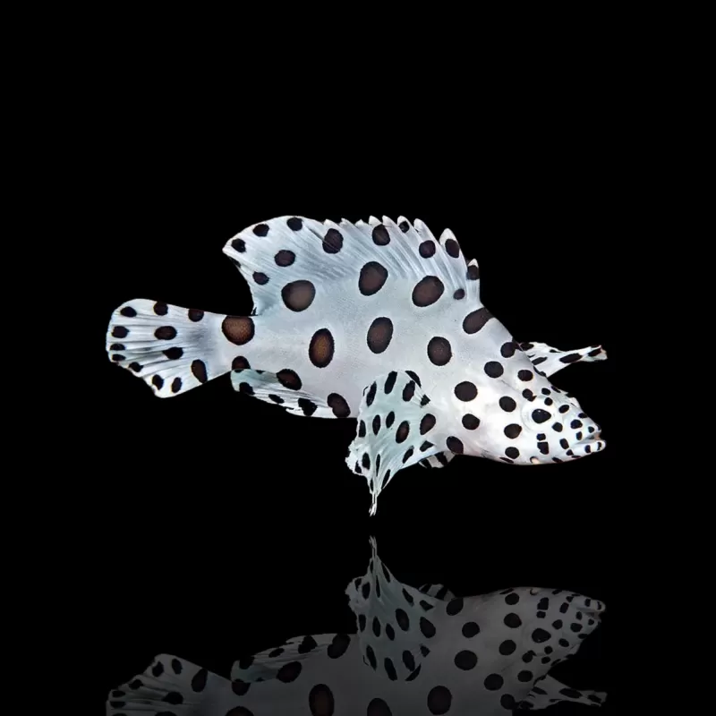 Möchten Sie Cromileptes altivelis M kaufen? Coralandfishstore.nl Möchten Sie Cromileptes altivelis M kaufen? Coralandfishstore.nl