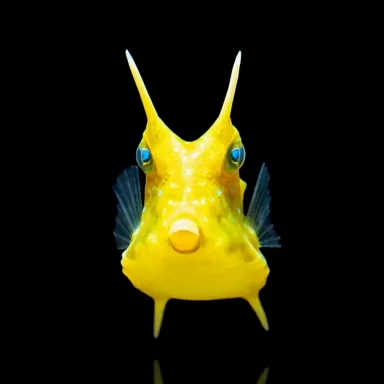 Lactoria Cornuta | Coralandfishstore.nl