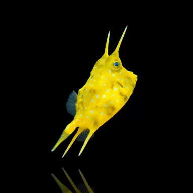 Lactoria Cornuta kopen? | Coralandfishstore.nl