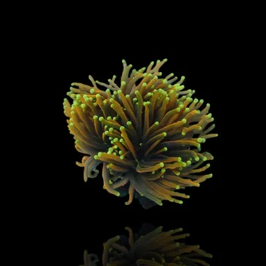 Kaufen Sie Euphyllia Glabrescens Ultra Pack | Coralandfishstore.nl