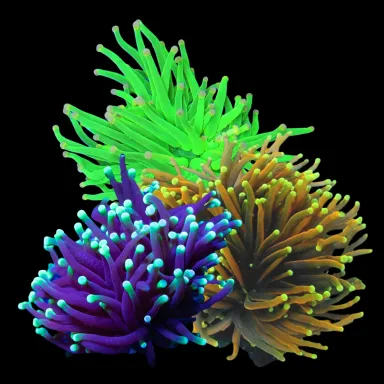 Kaufen Sie Euphyllia Glabrescens Ultra Pack | Coralandfishstore.nl