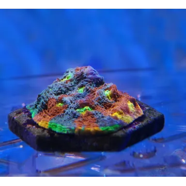 Maxspect Ethereal Infinite 230w. LED armatuur kopen?