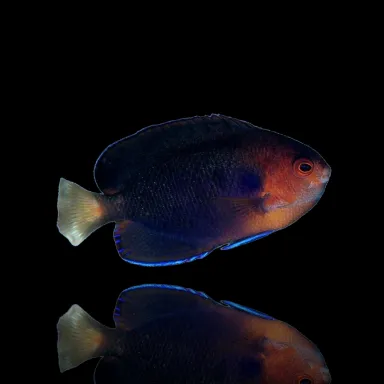 Centropyge flavicauda kaufen? Korallen- und Fischshop