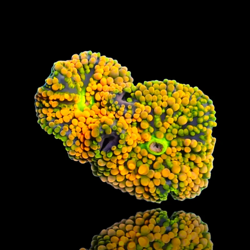 Ricordea Florida Orange Multiple Ears Ricordea Florida Orange Multiple Ears