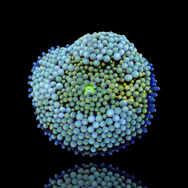 Ricordea Florida Green bestellen | Grünlich ? l Coralandfishstore.nl