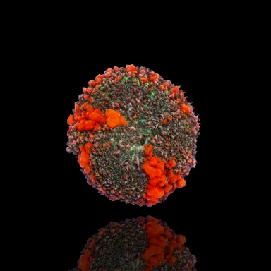 Rhodactis Bounce Red green bestellen ? l Coralandfishstore.nl