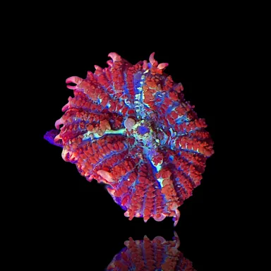 Rhodactis Bounce Rot Grün bestellen? l Coralandfishstore.nl