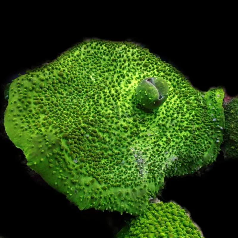 Metarhodactis Boninensis Fluor Green (M) bestellen? l Coralandfishstore.nl