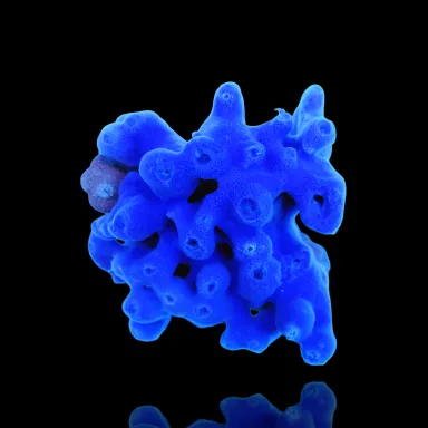Haliclona Schwamm blau kaufen? | Coralandfishstore.nl