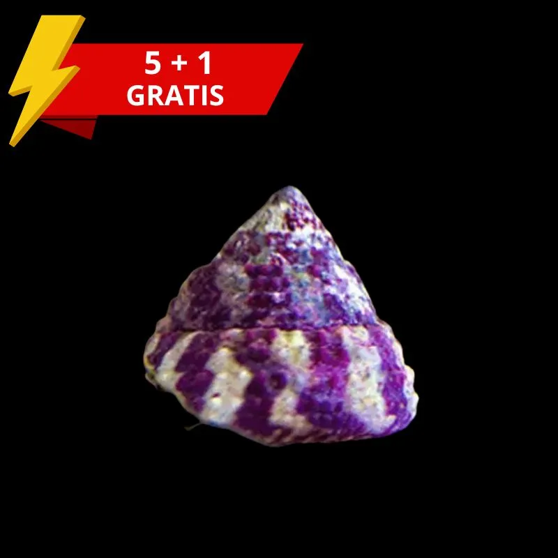 Möchten Sie Trochus Histrio kaufen? | Coralandfishstore Möchten Sie Trochus Histrio kaufen? | Coralandfishstore