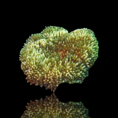 Stichodactyla Helianthus Green