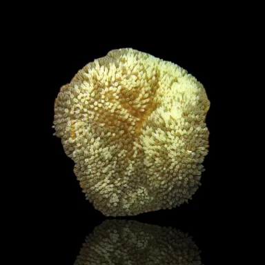 Stichodactyla Helianthus Green bestellen? l Coralandfishstore.nl