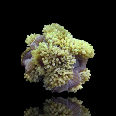 Stichodactyla Helianthus Green bestellen? l Coralandfishstore.nl