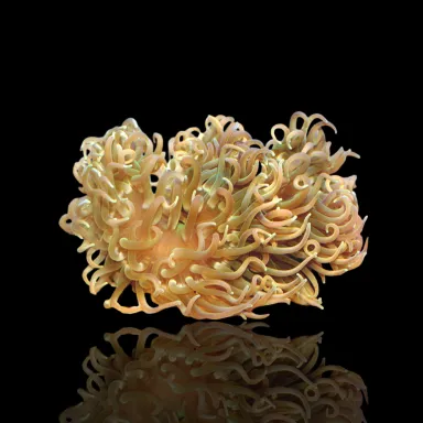 Macrodactyla doreensis grau kaufen? | Coralandfishstore.nl