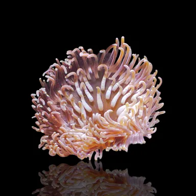 Macrodactyla doreensis grau kaufen? | Coralandfishstore.nl