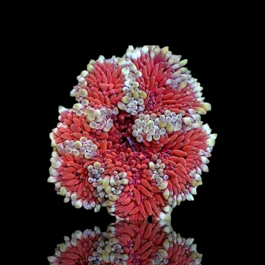 Stichodactyla Helianthus White/Red