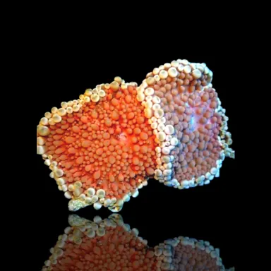 Stichodactyla Helianthus, sortiert | Coralandfishstore.nl