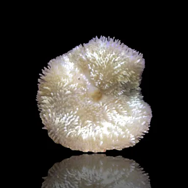 Stichodactyla Helianthus, sortiert | Coralandfishstore.nl