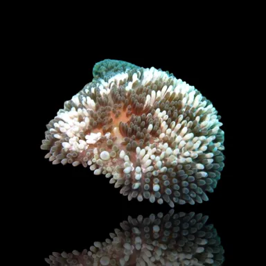 Stichodactyla Helianthus, sortiert | Coralandfishstore.nl