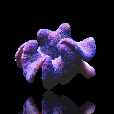 Stichodactyla Gigantea Purple Carpet Anemone (XL)
