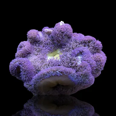 Stichodactyla Gigantea Lila Teppichanemone| Coralandfishstore.nl