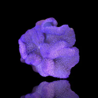 Stichodactyla Gigantea Lila Teppichanemone| Coralandfishstore.nl