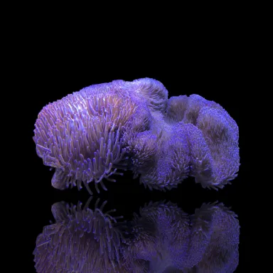 Stichodactyla Gigantea Lila Teppichanemone| Coralandfishstore.nl