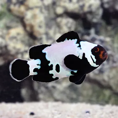 Amphiprion Ocellaris Black Ice Zwart kopen | Coralandfishstore.nl Amphiprion Ocellaris Black Ice Zwart kopen | Coralandfishstore.nl