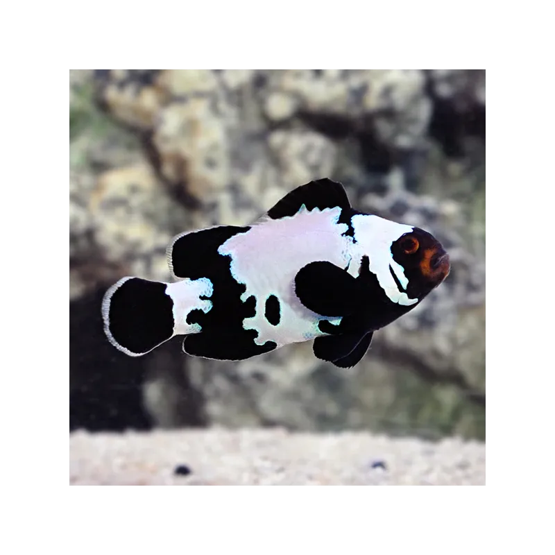 Amphiprion Ocellaris Black Ice Zwart kopen | Coralandfishstore.nl Amphiprion Ocellaris Black Ice Zwart kopen | Coralandfishstore.nl