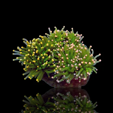 Möchten Sie Euphyllia Glabrescens Mix Garden 3 Köpfe kaufen?