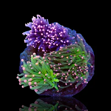 Möchten Sie Euphyllia Glabrescens Mix Garden 3 Köpfe kaufen?