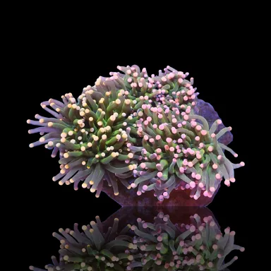 Möchten Sie Euphyllia Glabrescens Mix Garden 3 Köpfe kaufen?