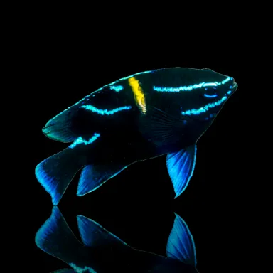 Neoglyphidodon Oxyodon kaufen?| Coralandfishstore.nl