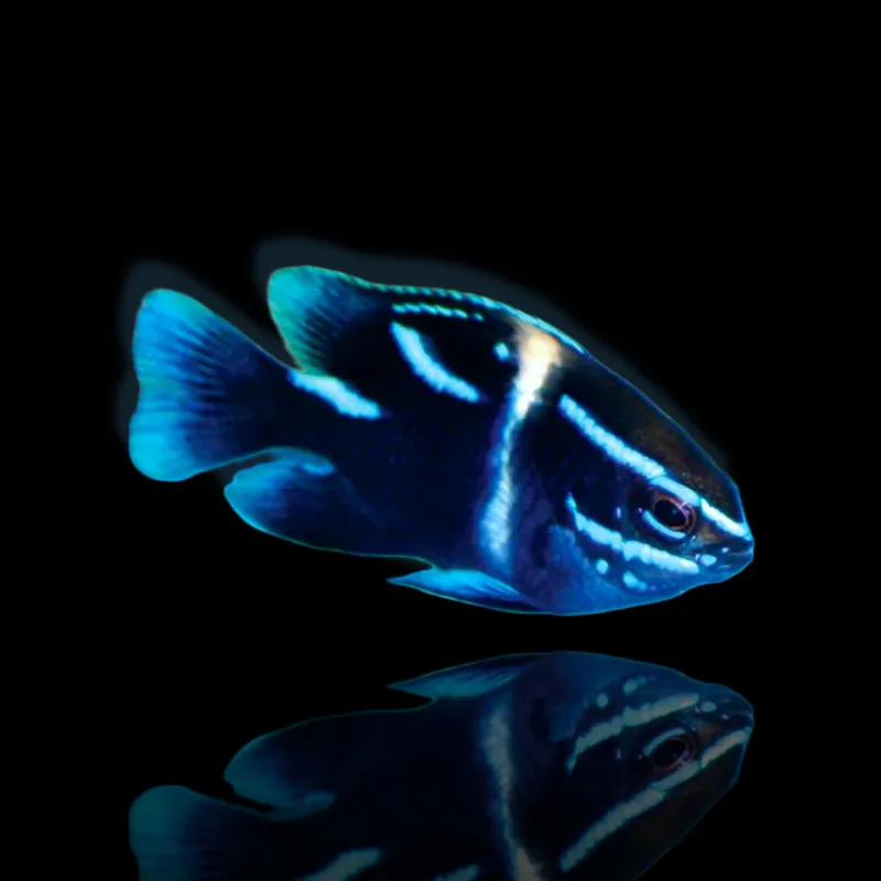 Neoglyphidodon Oxyodon kaufen?| Coralandfishstore.nl Neoglyphidodon Oxyodon kaufen?| Coralandfishstore.nl